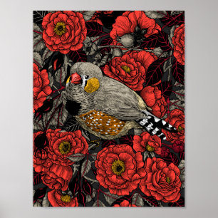 Zebra finch och röd ros bush poster
