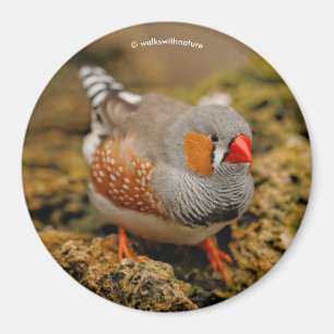 Zebra Finch på Sten Magnet