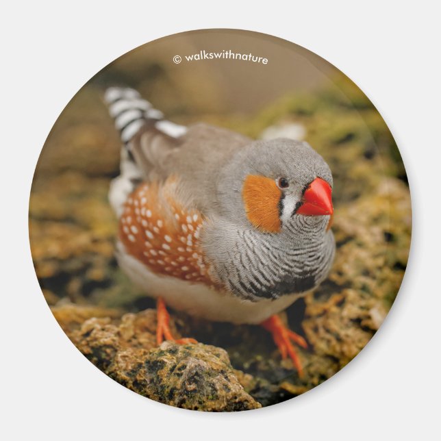 Zebra Finch på Sten Magnet (Framsidan)
