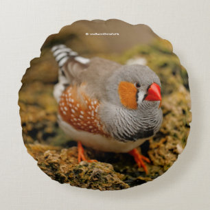 Zebra Finch på Sten Rund Kudde
