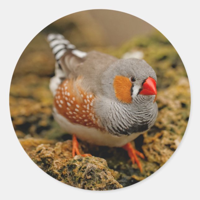 Zebra Finch på Sten Runt Klistermärke (Framsida)