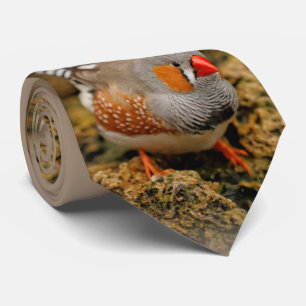 Zebra Finch på Sten Slips