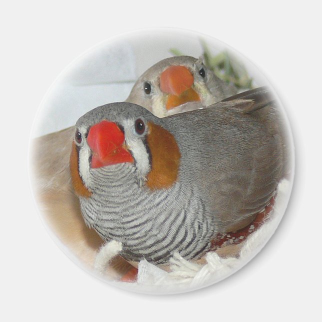 Zebra Finch Pair Magnet (Framsidan)