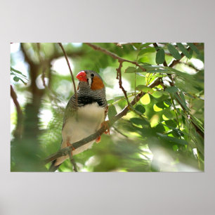 Zebra Finch Poster