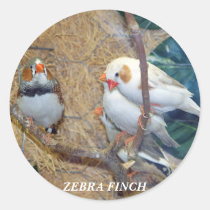 ZEBRA FINCH STICKERS RUNT KLISTERMÄRKE
