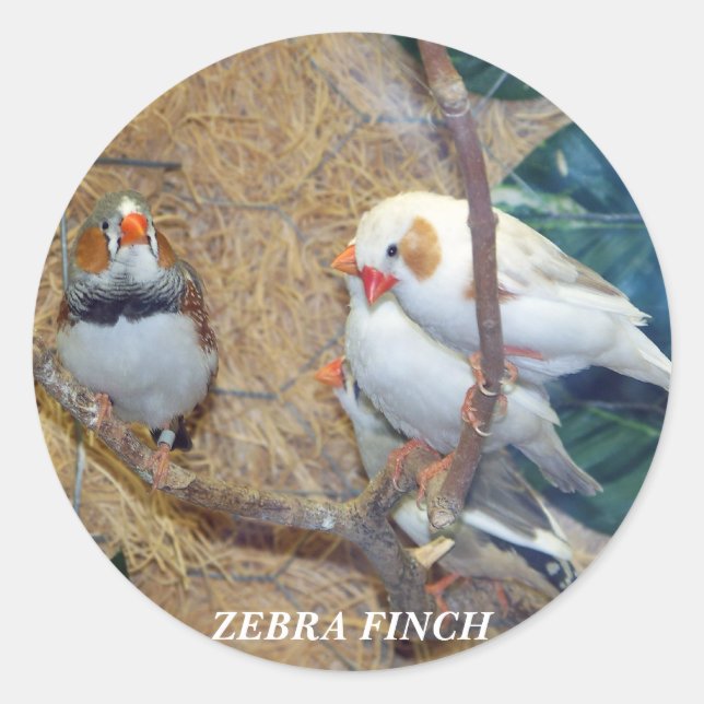 ZEBRA FINCH STICKERS RUNT KLISTERMÄRKE (Framsida)