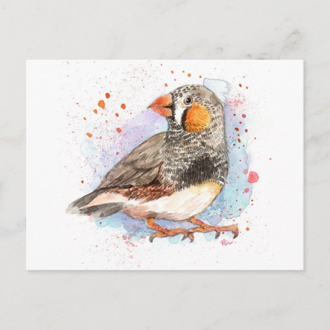 Zebra Finch Vykort (Framsida)