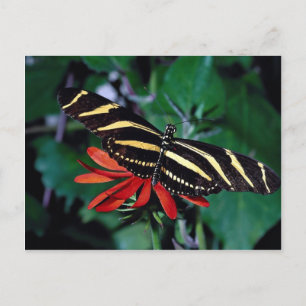 Zebra-fjäril på den mexikanska blomman med flamman vykort