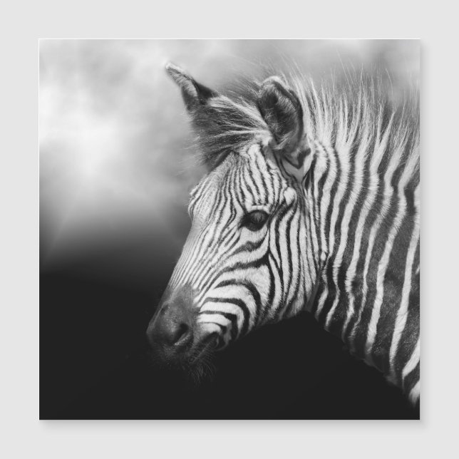 Zebra Foal (Framsida)