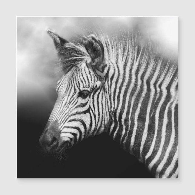 Zebra Foal (Framsida)