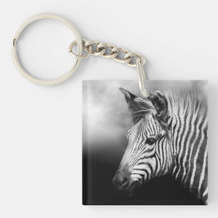 Zebra Foal