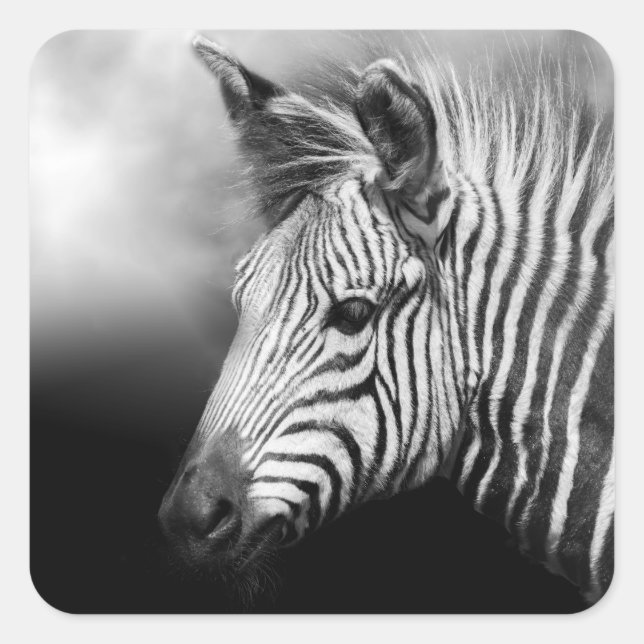 Zebra Foal Fyrkantigt Klistermärke (Framsida)