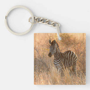 Zebra foal in morning sunrise photo