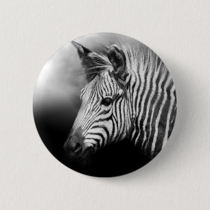 Zebra Foal Knapp