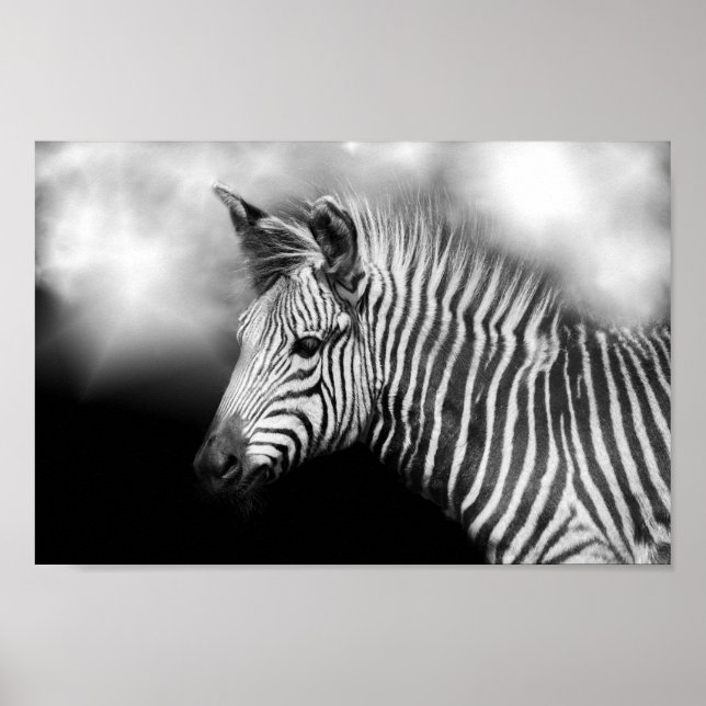 Zebra Foal Poster (Framsidan)