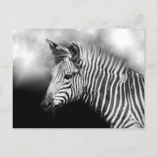 Zebra Foal Vykort