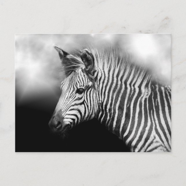 Zebra Foal Vykort (Framsida)