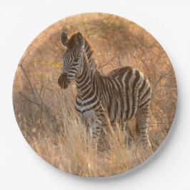 Zebra-folie på morgonen