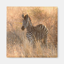 Zebra-folie på morgonen