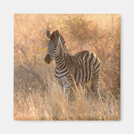 Zebra-folie på morgonen magnet