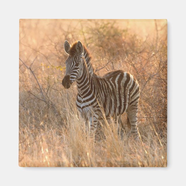 Zebra-folie på morgonen magnet (Framsidan)