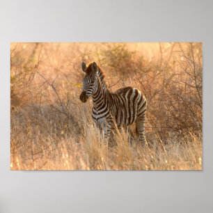 Zebra-folie på morgonen poster
