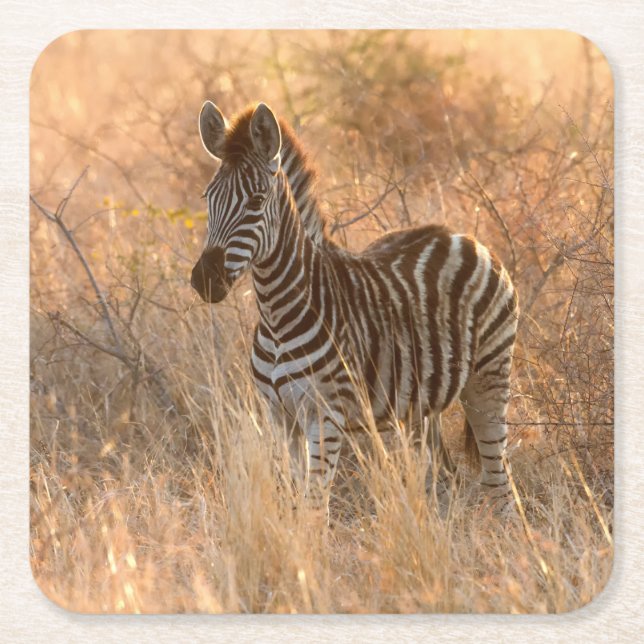Zebra-folie på morgonen underlägg papper kvadrat (Framsidan)