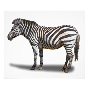 ZEBRA FOTOTRYCK