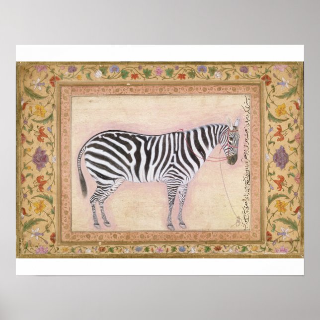 Zebra, från Minto Album, 1621 (gouache på pa pa Poster (Framsidan)