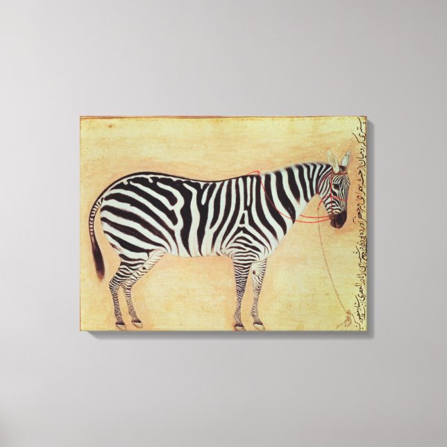 Zebra, från Minto Album, Mughal, 1621 Canvastryck (Framsida)