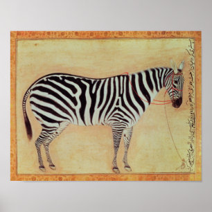 Zebra, från Minto Album, Mughal, 1621 Poster