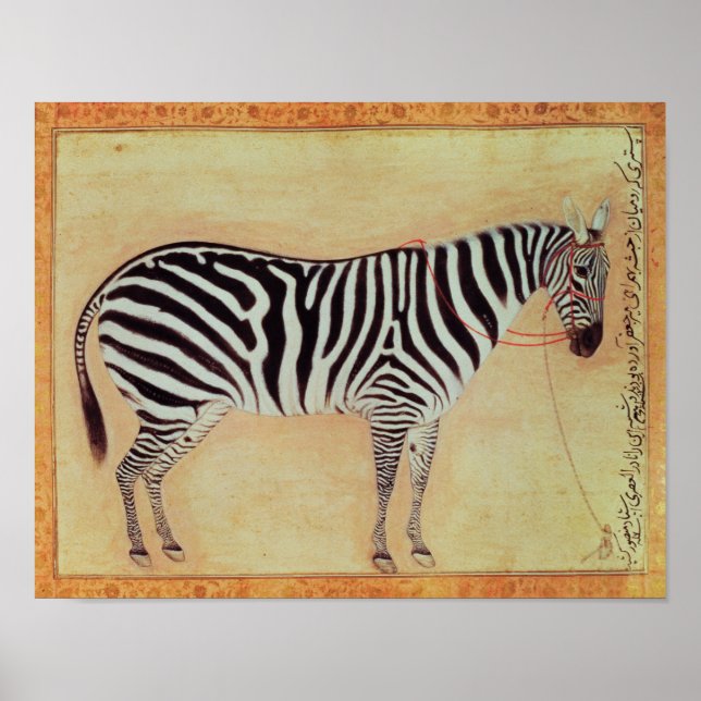 Zebra, från Minto Album, Mughal, 1621 Poster (Framsidan)