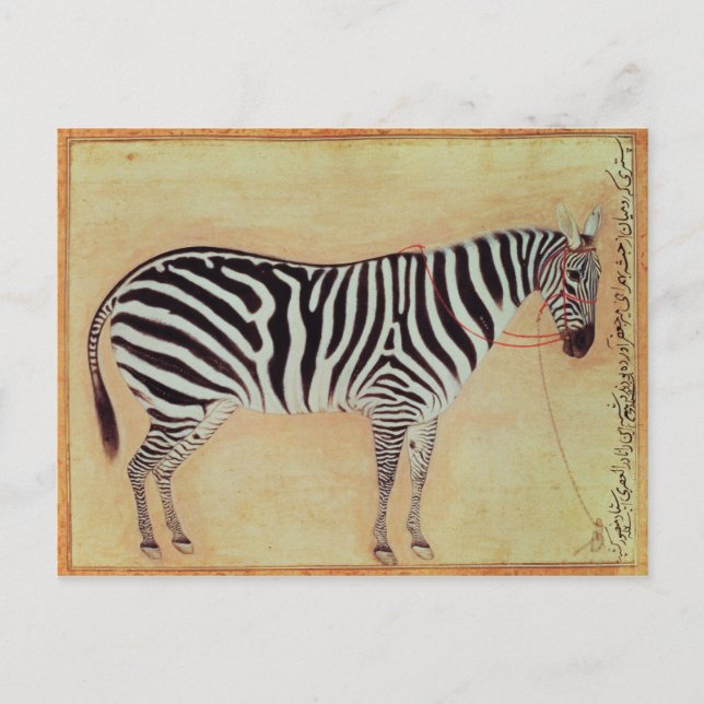 Zebra, från Minto Album, Mughal, 1621 Vykort (Framsida)
