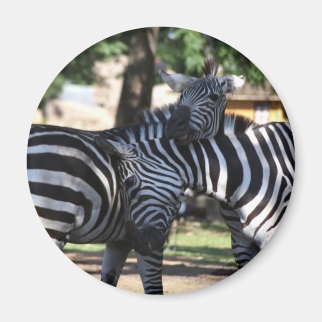 Zebra Friends Magnet (Framsidan)