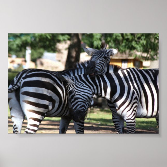 Zebra Friends Poster (Framsidan)