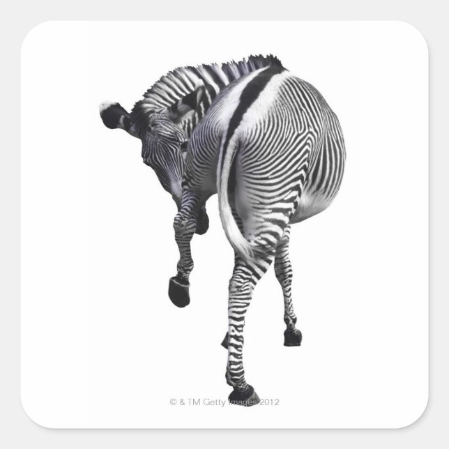 zebra fyrkantigt klistermärke (Framsida)