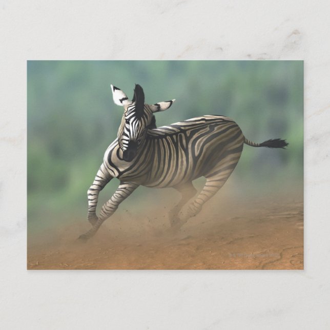 Zebra-galloping över ökenlandskapet. vykort (Framsida)