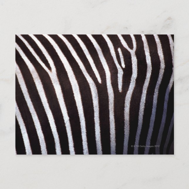 zebra-göm vykort (Framsida)