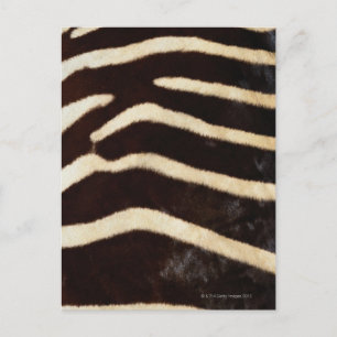Zebra Gömmer Vykort