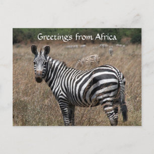 zebra hälsning vykort