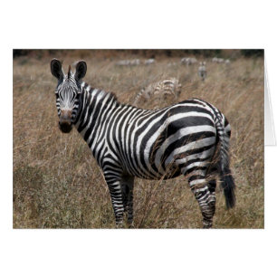 zebra hälsningskort