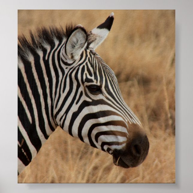 Zebra Head Poster (Framsidan)