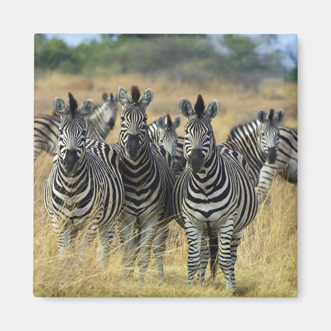 Zebra Herd Magnet (Framsidan)