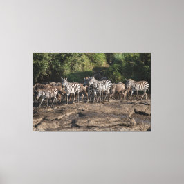 Zebra Herd Natural African Setting Metal Print Canvastryck