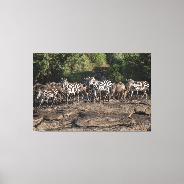 Zebra Herd Natural African Setting Metal Print Canvastryck (Framsida)