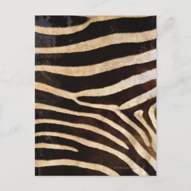 Zebra Hud 2 Vykort (Framsida)