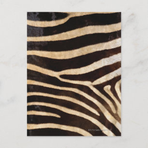 Zebra Hud 2 Vykort