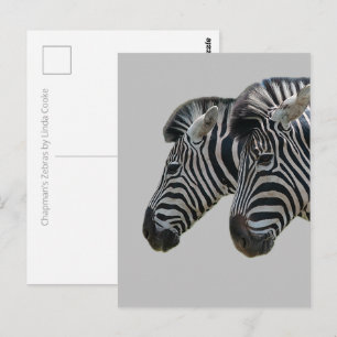 Zebra-huvuden Vykort