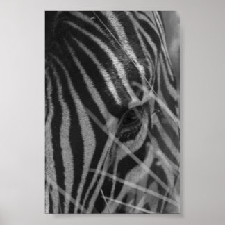 Zebra i Grass Poster