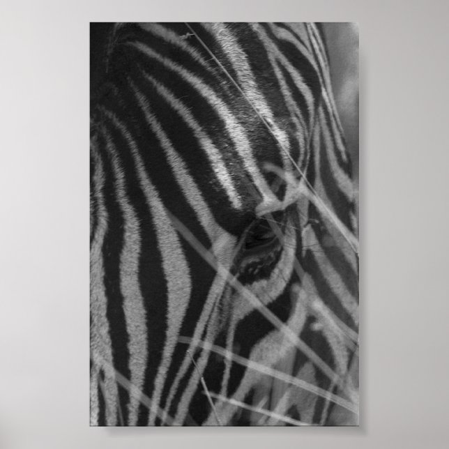 Zebra i Grass Poster (Framsidan)